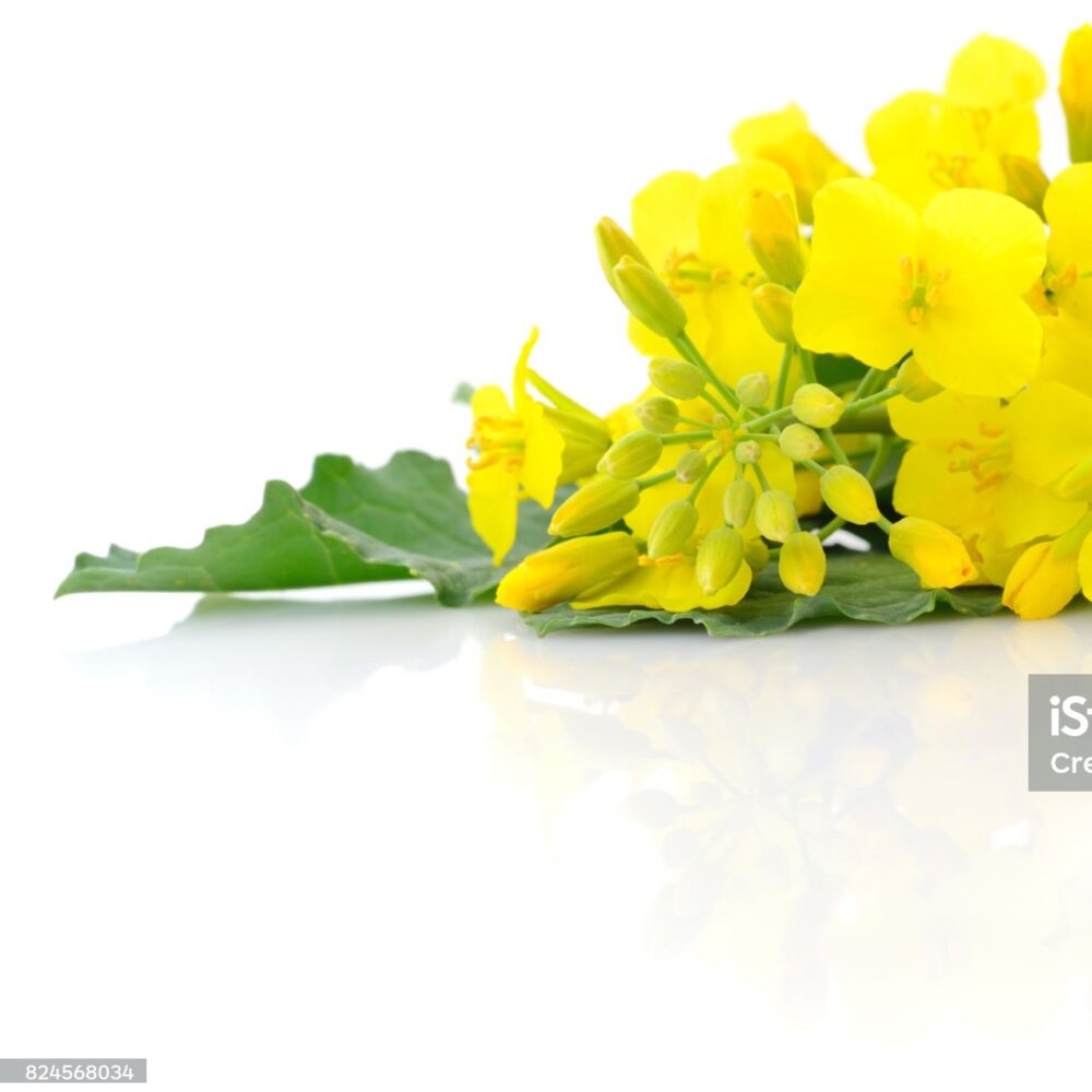 Mustard Flower blossom, Canola or Oilseed Rapeseed, close up , isolated on white background.